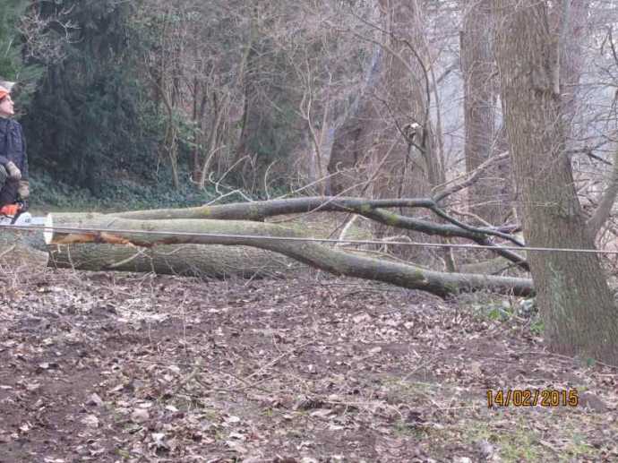 Baumfällung - 1423951118.jpg