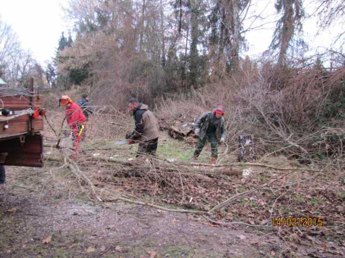 Baumfällung - 1423977675.jpg