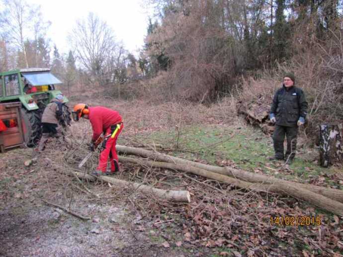 Baumfällung - 1424003039.jpg